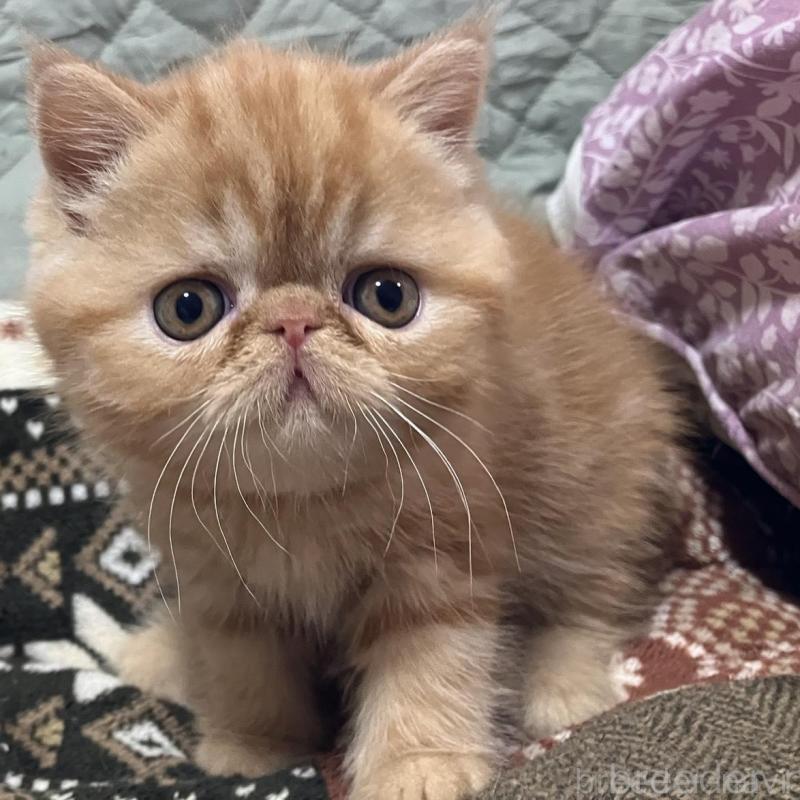 販売中の京都府のエキゾチックショートヘア-133945の1枚目