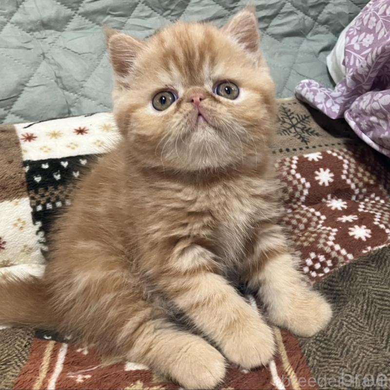 販売中の京都府のエキゾチックショートヘア-133945の8枚目