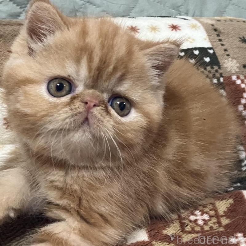 販売中の京都府のエキゾチックショートヘア-133945の6枚目