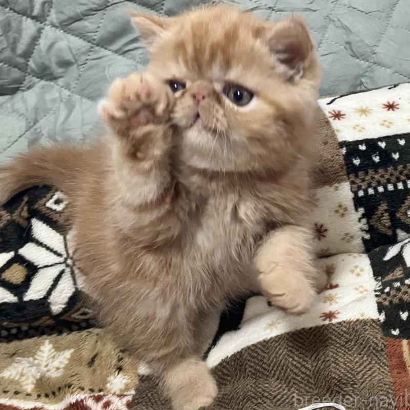 販売中の京都府のエキゾチックショートヘア-133945の5枚目