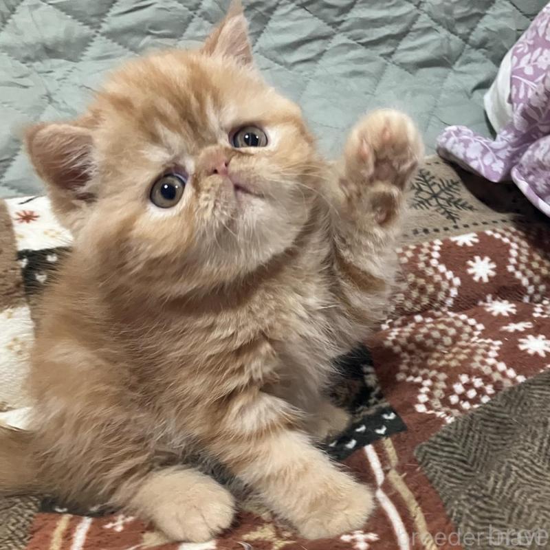 販売中の京都府のエキゾチックショートヘア-133945の4枚目