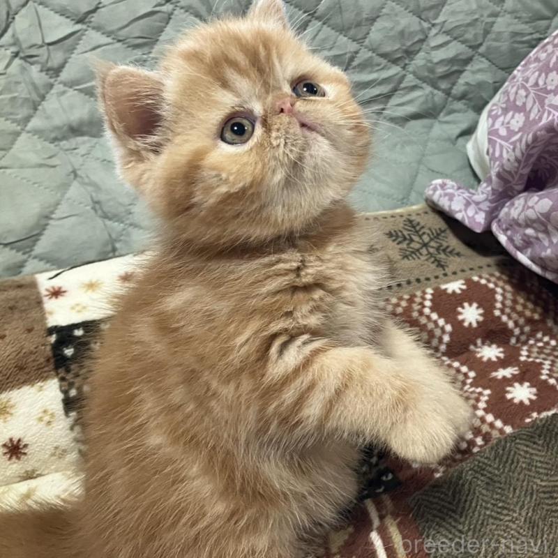 販売中の京都府のエキゾチックショートヘア-133945の3枚目