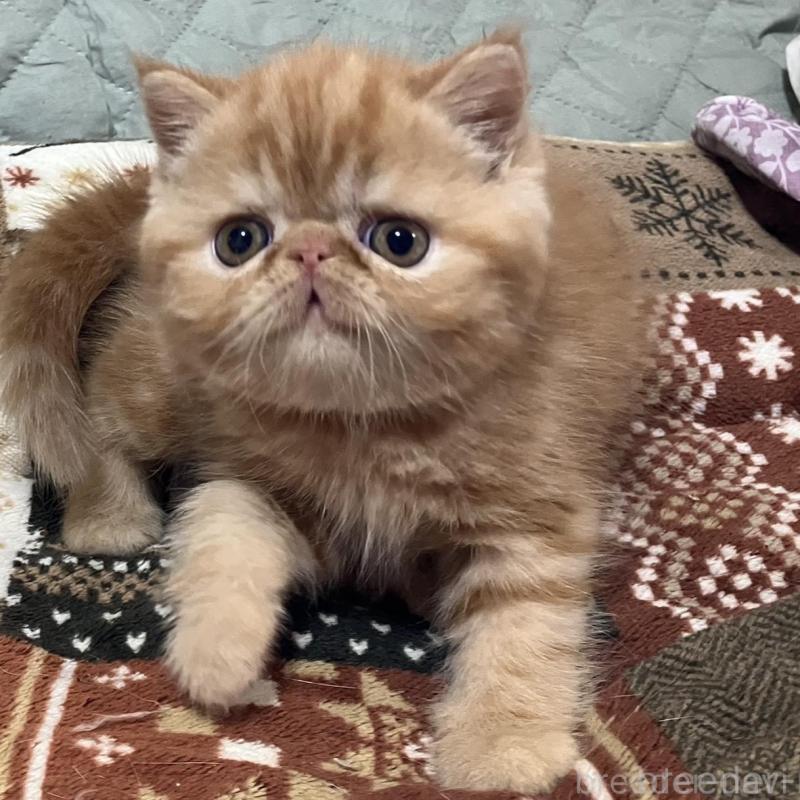 販売中の京都府のエキゾチックショートヘア-133945の2枚目