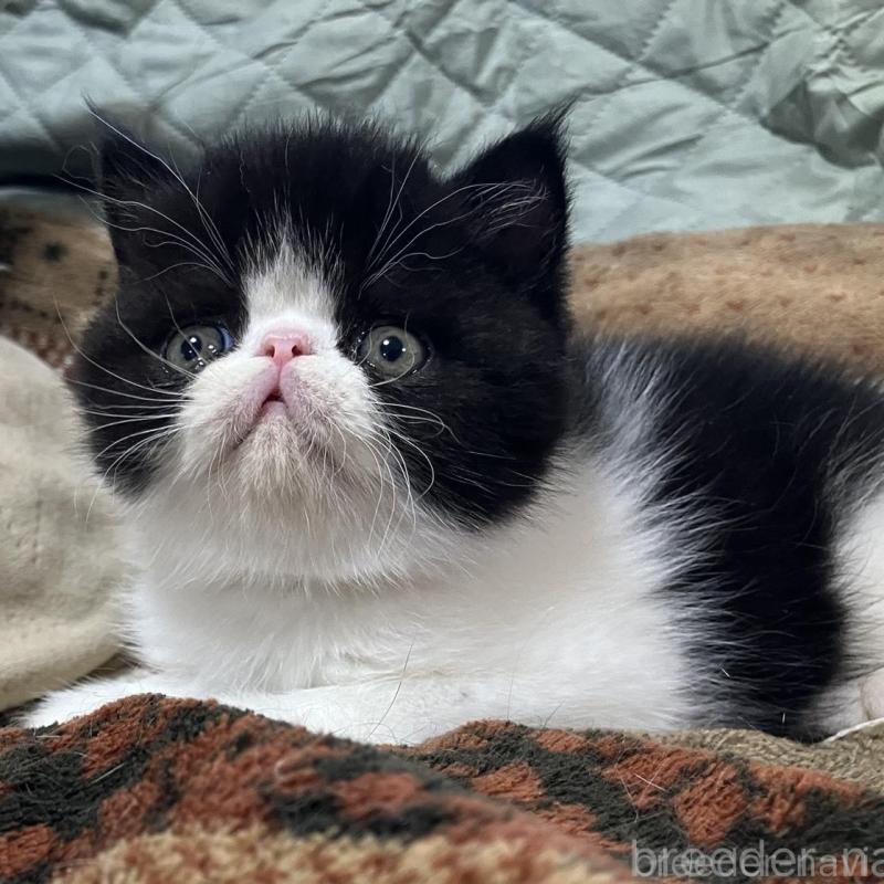 販売中の京都府のエキゾチックショートヘア-133946の10枚目