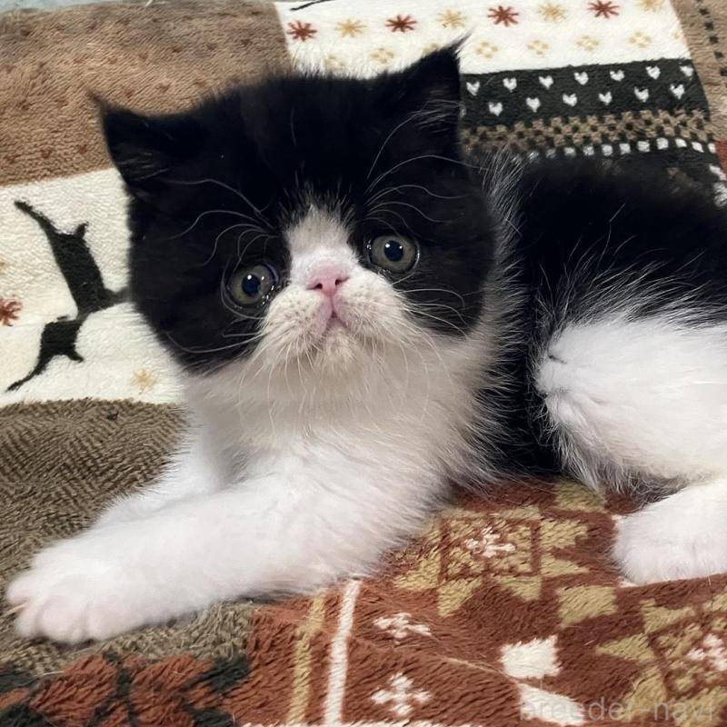 販売中の京都府のエキゾチックショートヘア-133946の9枚目