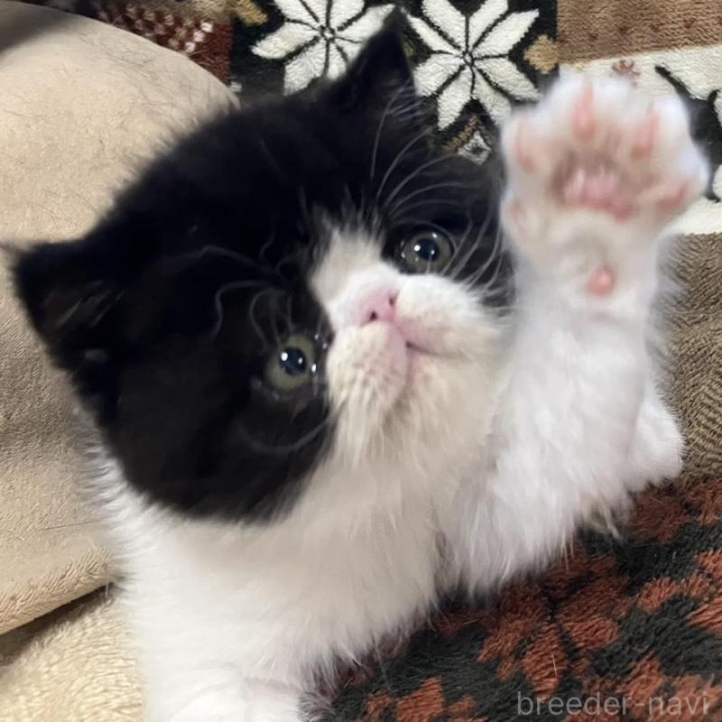 販売中の京都府のエキゾチックショートヘア-133946の8枚目