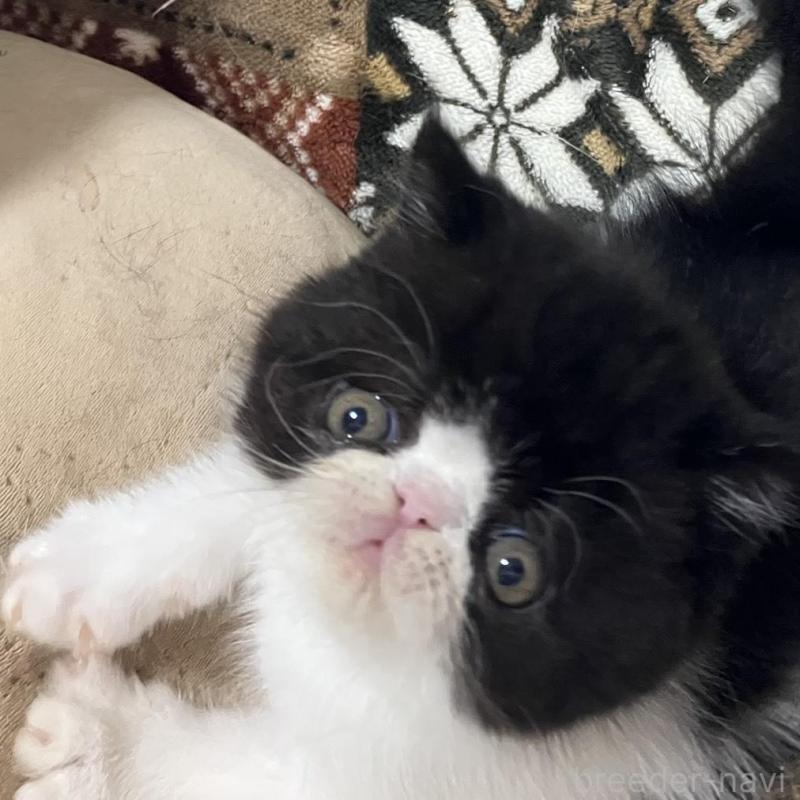 販売中の京都府のエキゾチックショートヘア-133946の7枚目