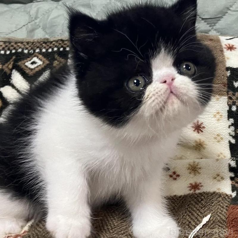 販売中の京都府のエキゾチックショートヘア-133946の6枚目