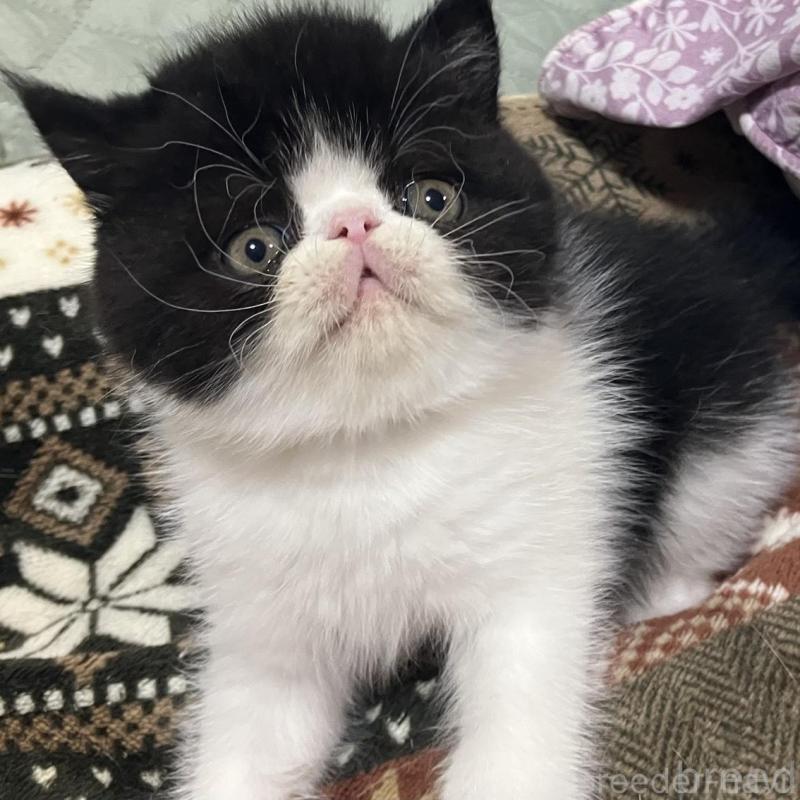 販売中の京都府のエキゾチックショートヘア-133946の5枚目