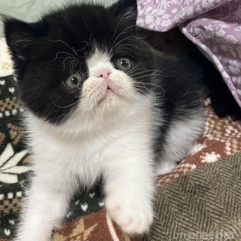 販売中の京都府のエキゾチックショートヘア-133946の4枚目