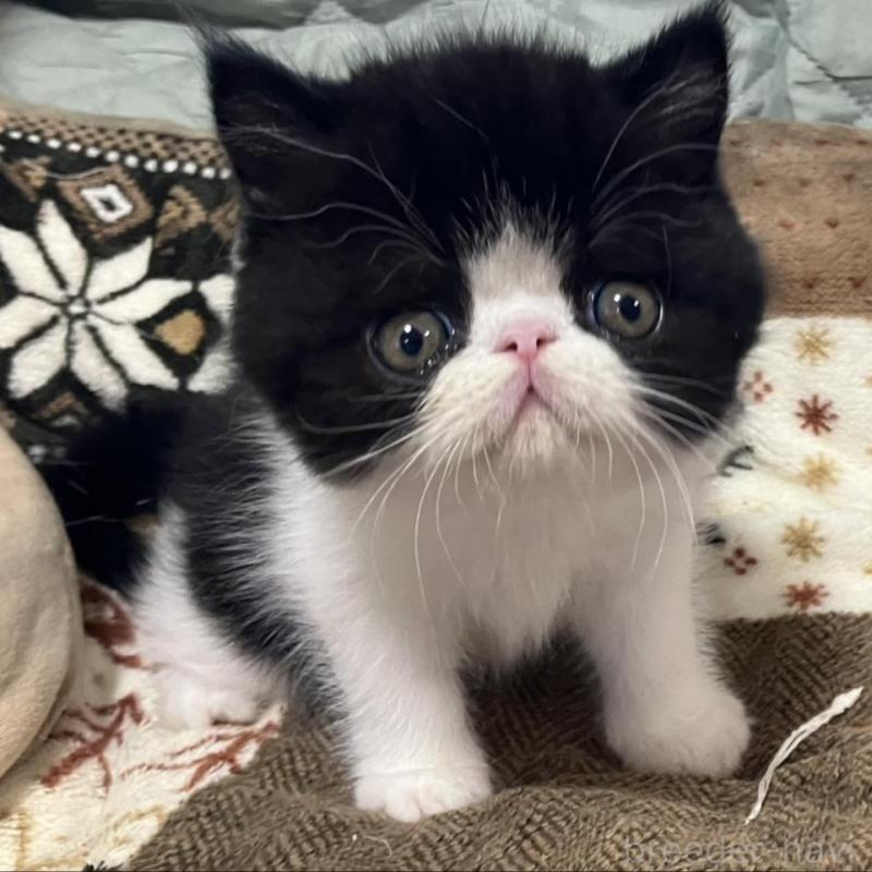 販売中の京都府のエキゾチックショートヘア-133946の3枚目