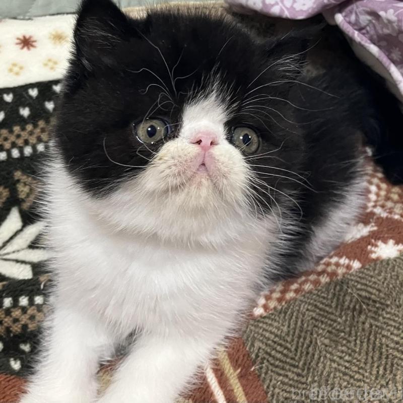 販売中の京都府のエキゾチックショートヘア-133946の2枚目