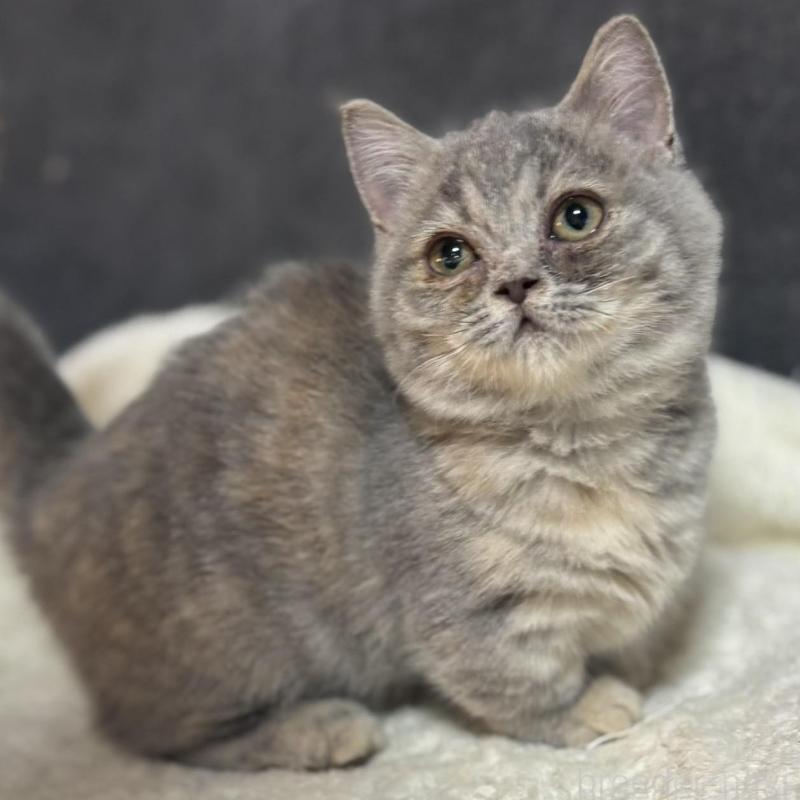 販売中の鹿児島県のマンチカン(短足)-133948の1枚目