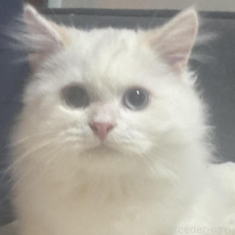 販売中の鹿児島県のサイベリアン-133949