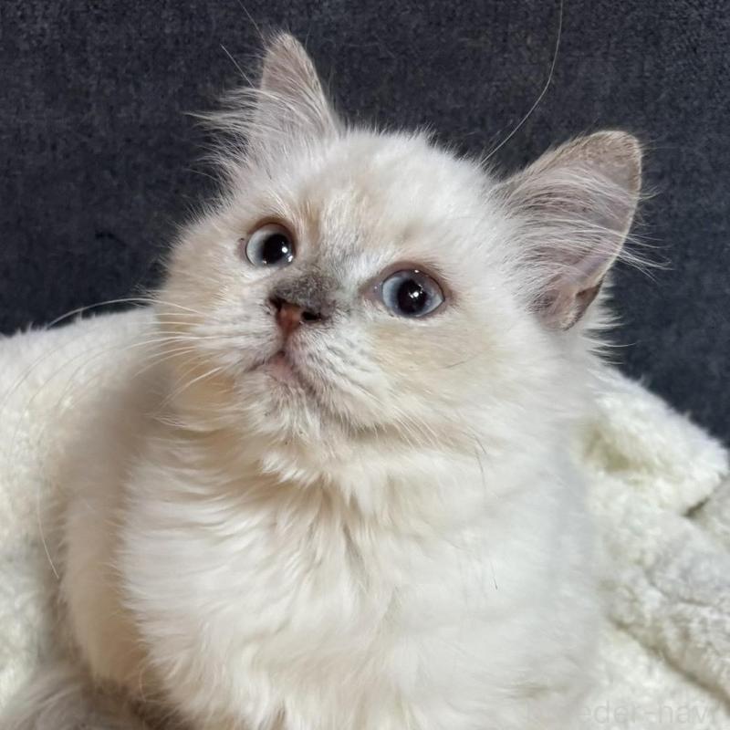 販売中の鹿児島県のサイベリアン-133950