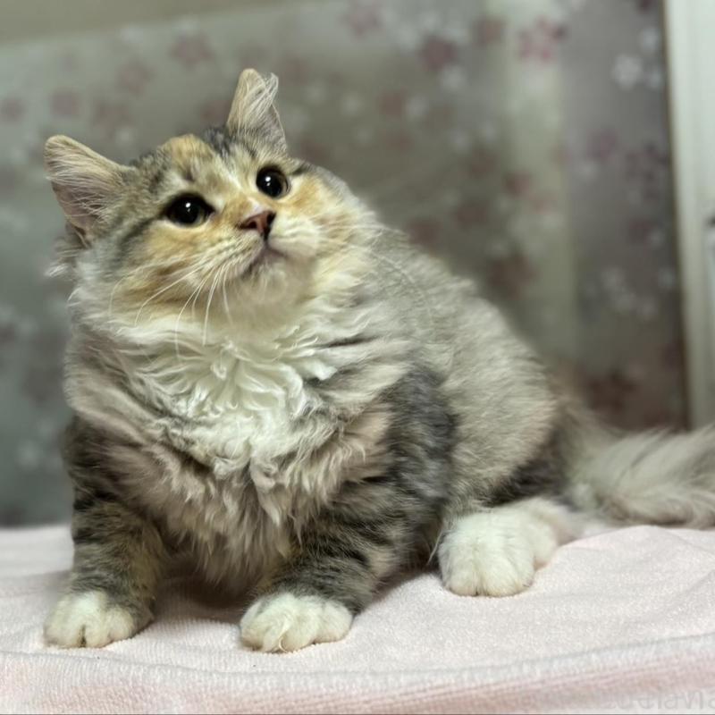 販売中の鹿児島県のサイベリアン-133951の1枚目