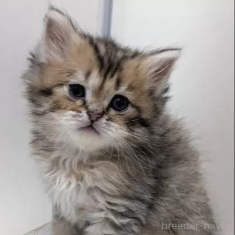 販売中の栃木県のミヌエット-133952