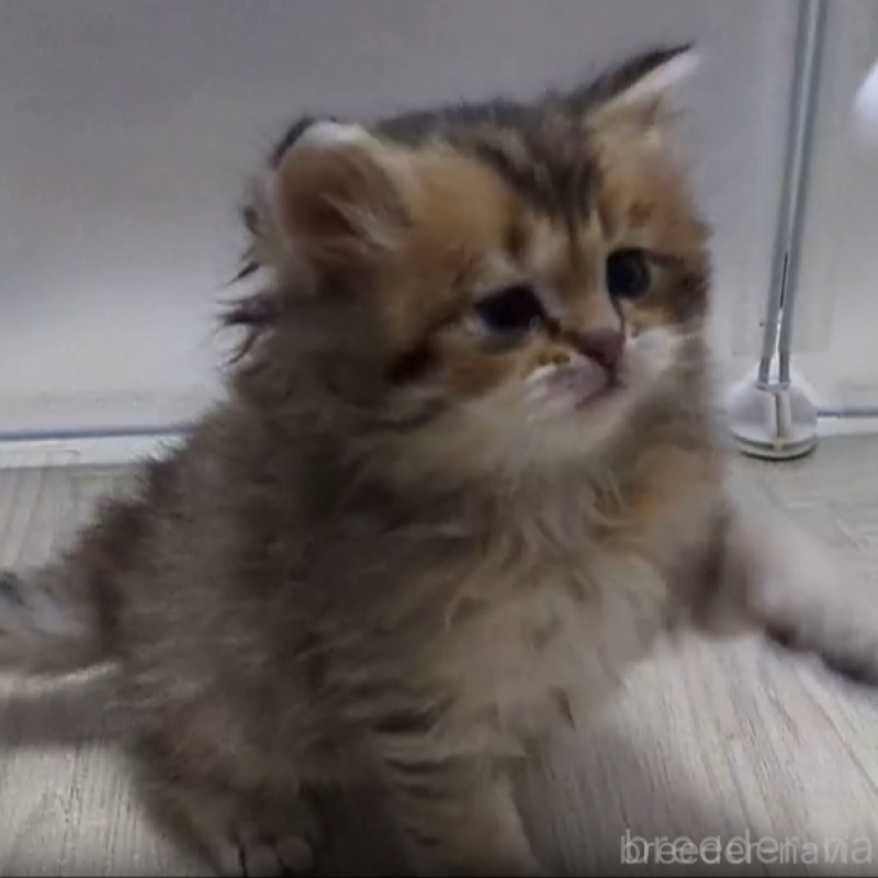 販売中の栃木県のミヌエット-133952の2枚目