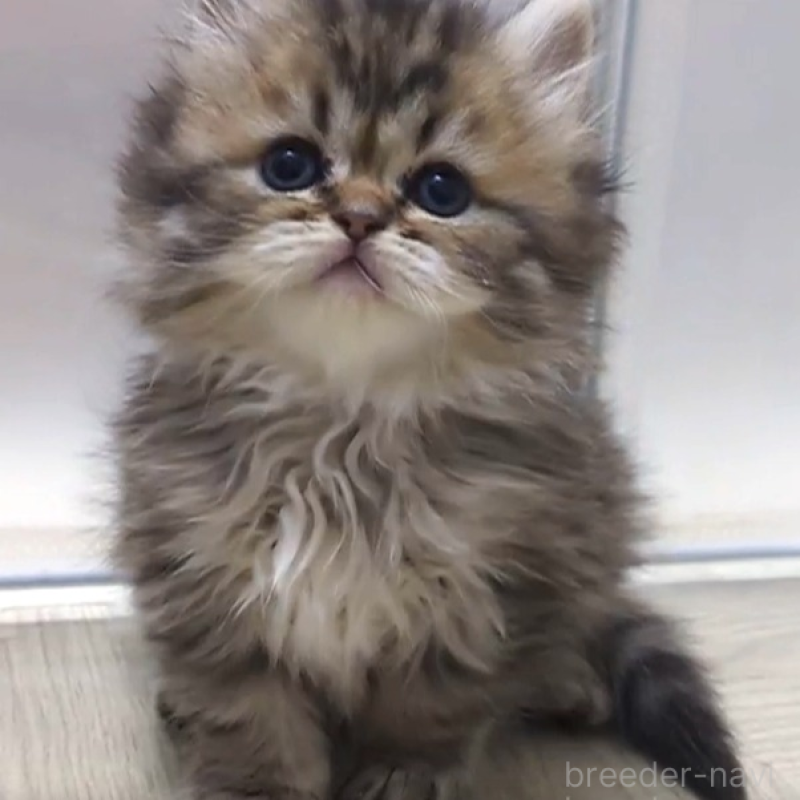 販売中の栃木県のミヌエット-133953の1枚目