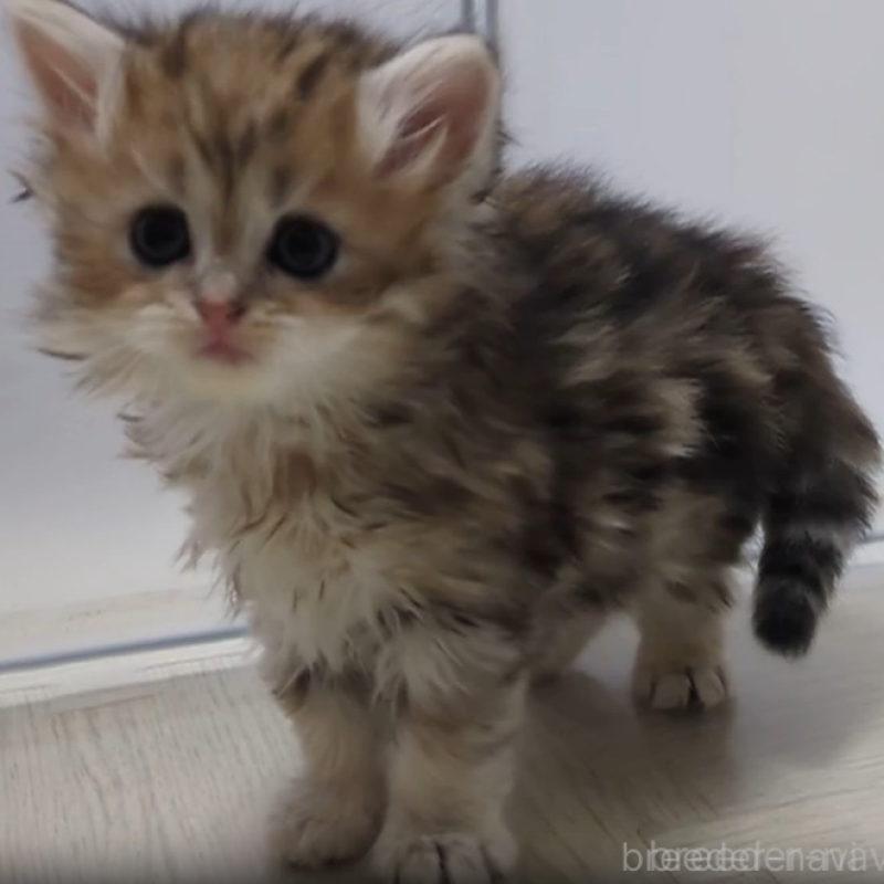 販売中の栃木県のミヌエット-133954の4枚目