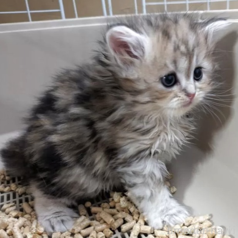 販売中の栃木県のミヌエット-133954の3枚目