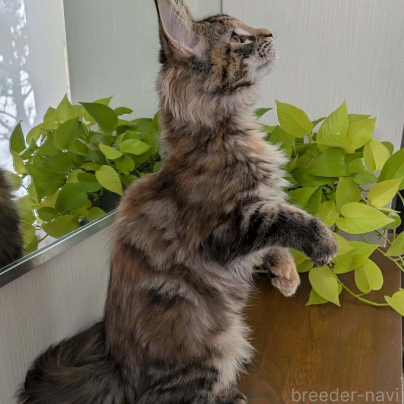 販売中の埼玉県のメインクーン-133955の6枚目