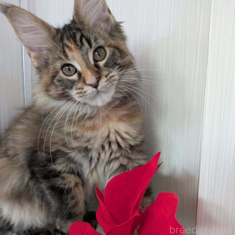 販売中の埼玉県のメインクーン-133955の5枚目