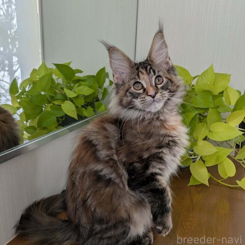 販売中の埼玉県のメインクーン-133955の4枚目