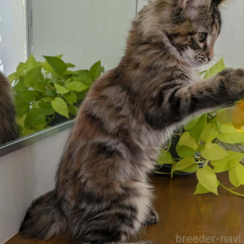 販売中の埼玉県のメインクーン-133955の3枚目