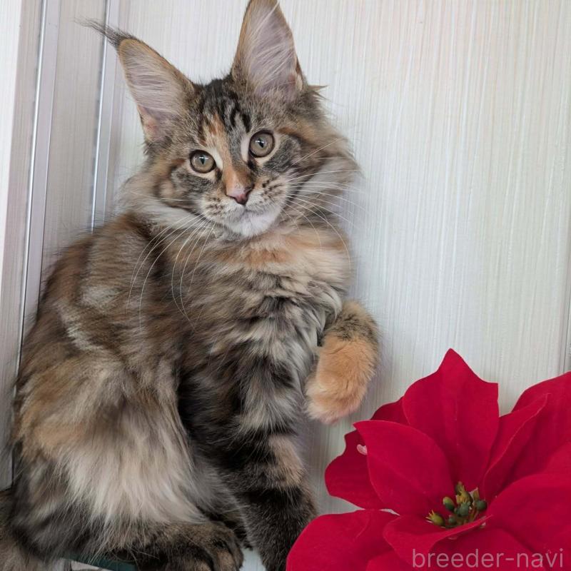 販売中ののメインクーン-133955