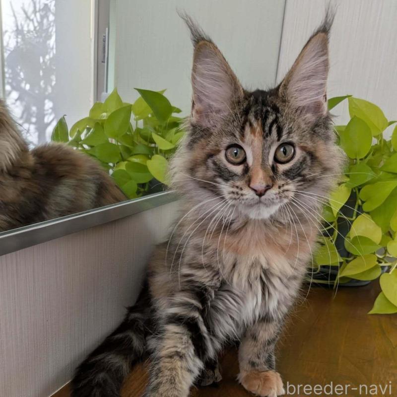 販売中の埼玉県のメインクーン-133955の2枚目