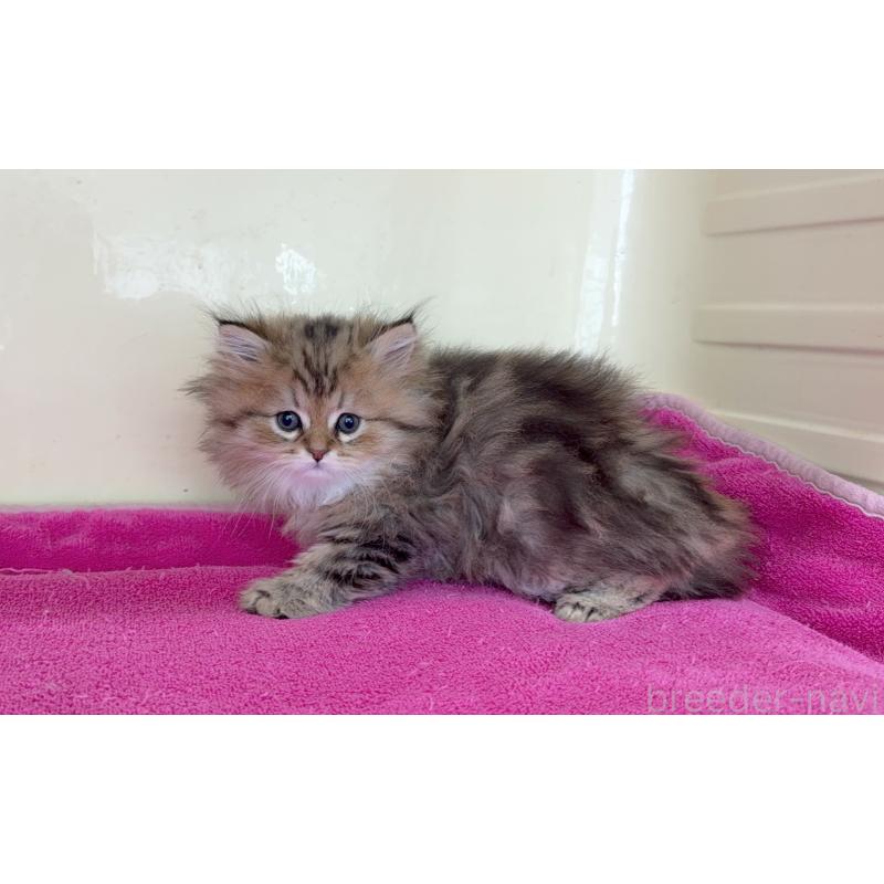 販売中の愛知県のミヌエット-131920