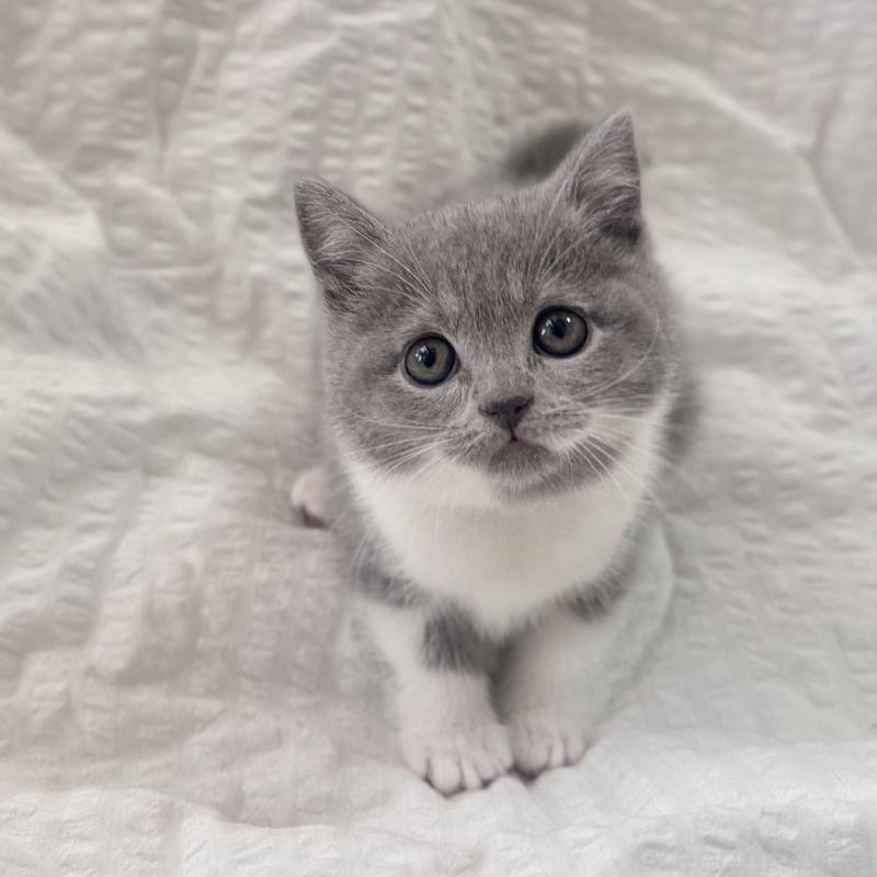 販売中の群馬県のブリティッシュショートヘア-133956