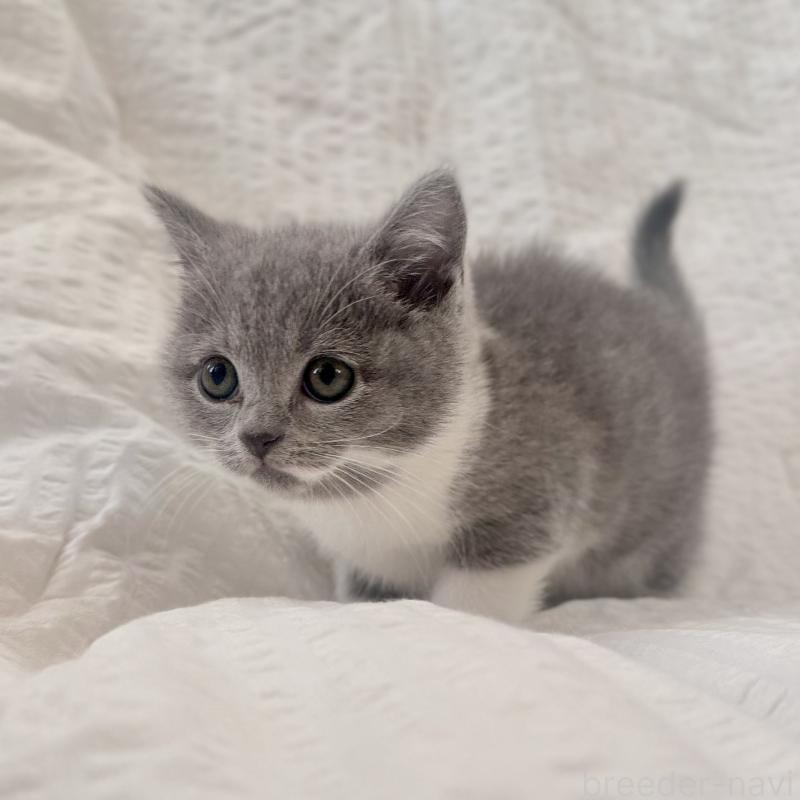 販売中の群馬県のブリティッシュショートヘア-133956の3枚目