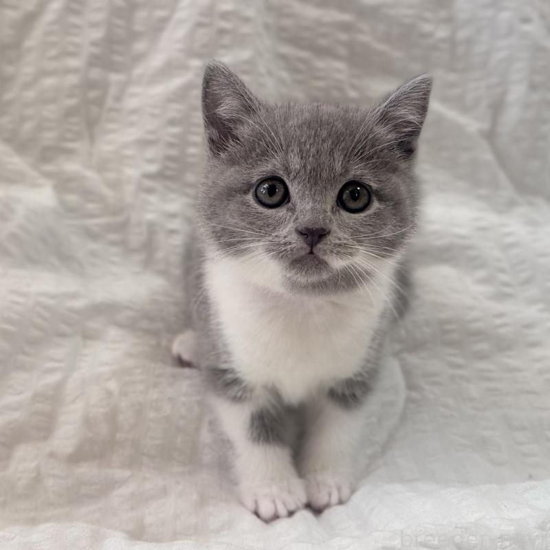 販売中の群馬県のブリティッシュショートヘア-133956の2枚目