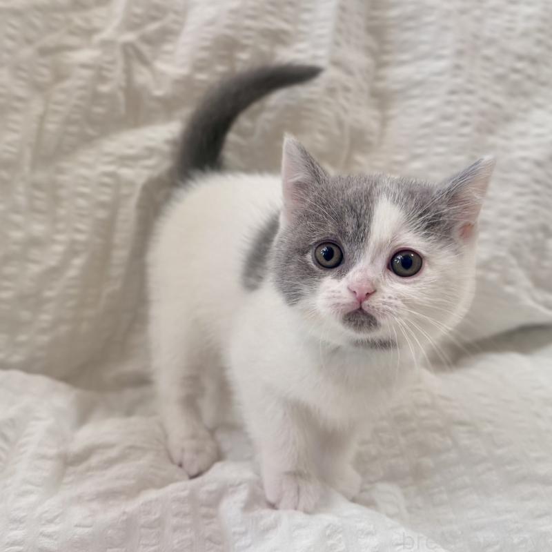 販売中の群馬県のブリティッシュショートヘア-133957の1枚目