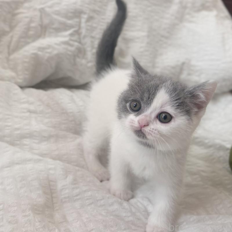 販売中の群馬県のブリティッシュショートヘア-133957の3枚目