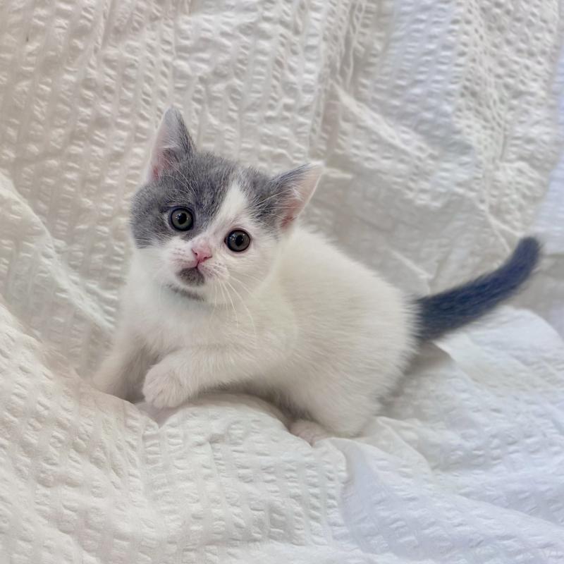 販売中の群馬県のブリティッシュショートヘア-133957の2枚目