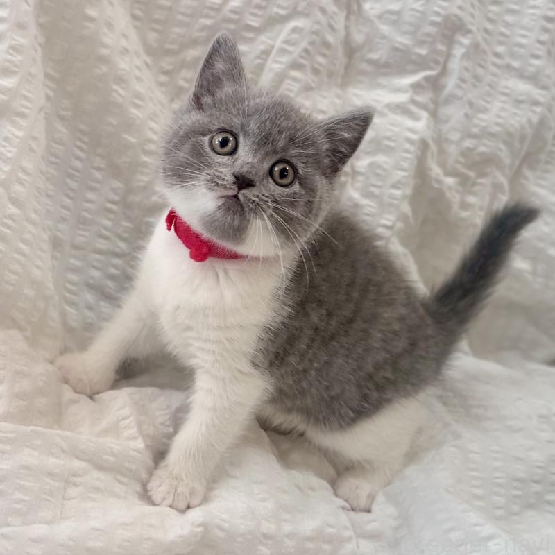 販売中の群馬県のブリティッシュショートヘア-133958