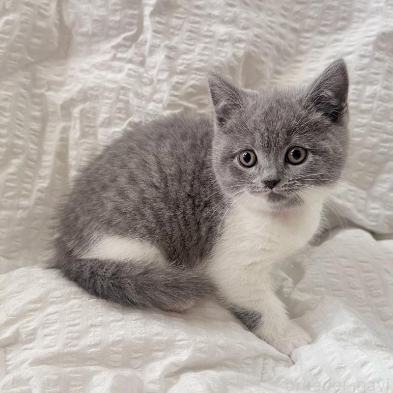 販売中の群馬県のブリティッシュショートヘア-133958の3枚目