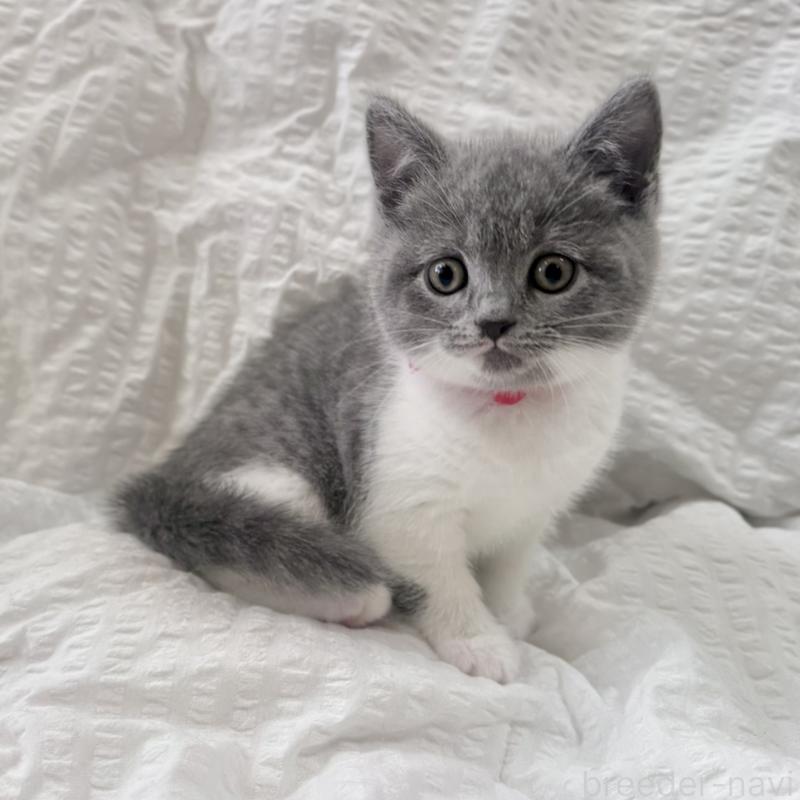 販売中の群馬県のブリティッシュショートヘア-133958の2枚目