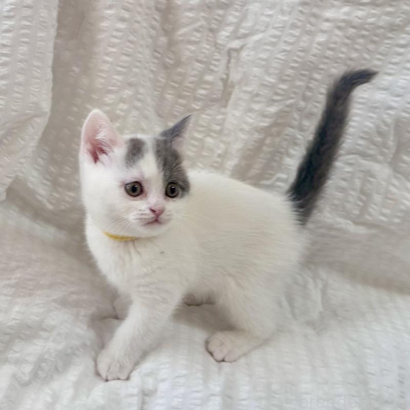 販売中の群馬県のブリティッシュショートヘア-133959の4枚目