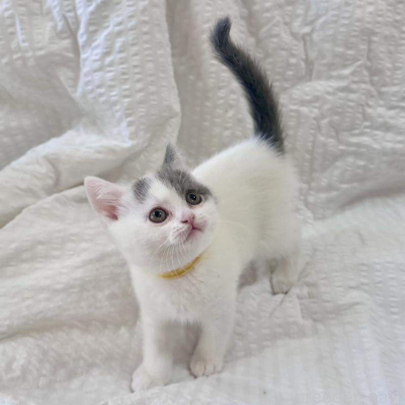 販売中の群馬県のブリティッシュショートヘア-133959の3枚目