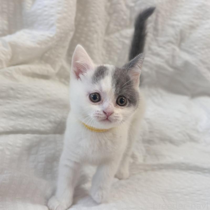 販売中の群馬県のブリティッシュショートヘア-133959の2枚目