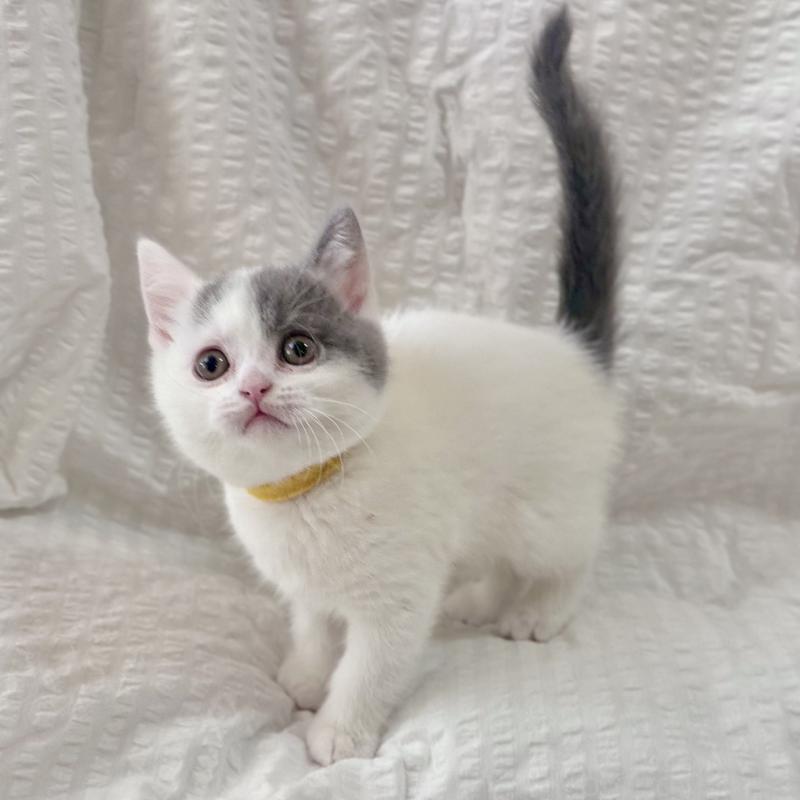 販売中の群馬県のブリティッシュショートヘア-133959