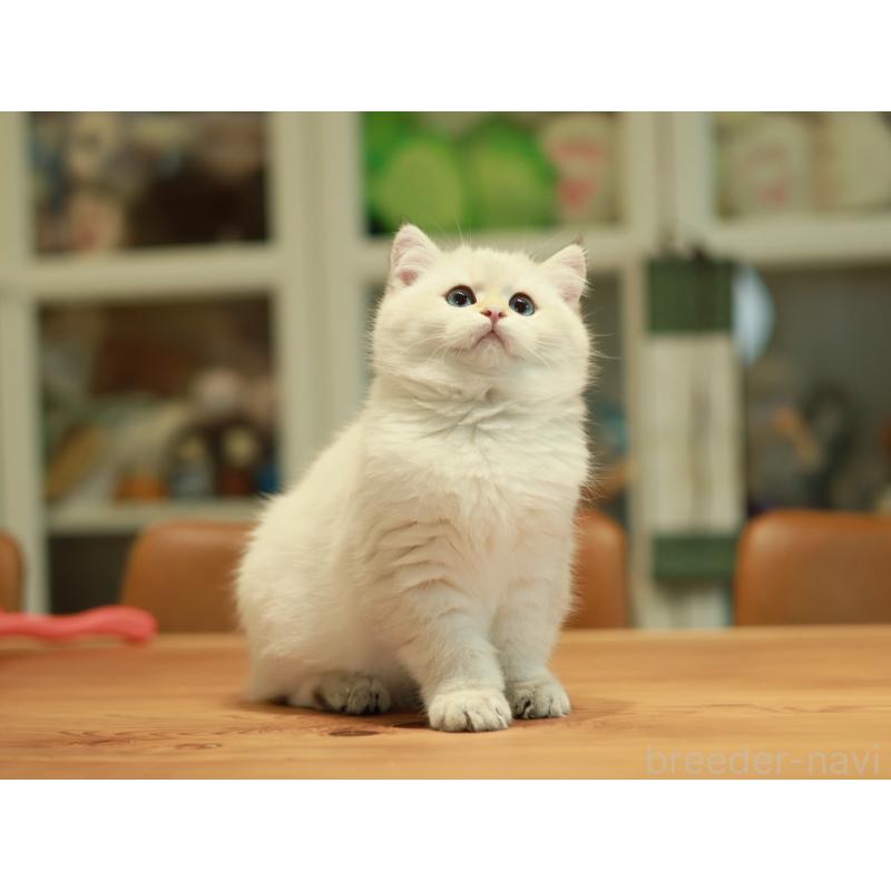 販売中の東京都のブリティッシュショートヘア-133961の6枚目