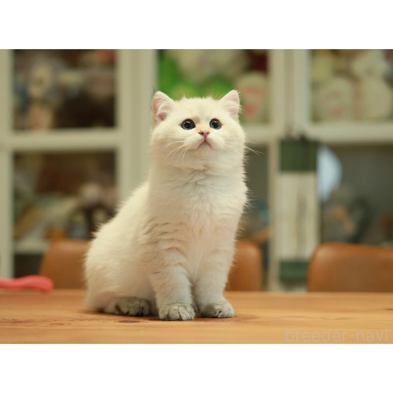 販売中の東京都のブリティッシュショートヘア-133961の5枚目