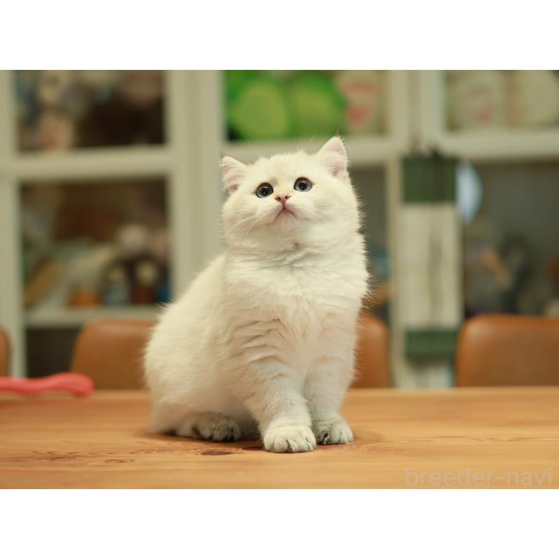 販売中の東京都のブリティッシュショートヘア-133961の3枚目