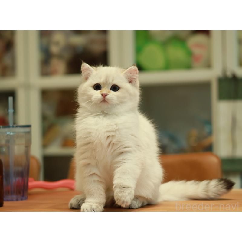 販売中の東京都のブリティッシュショートヘア-133961の2枚目