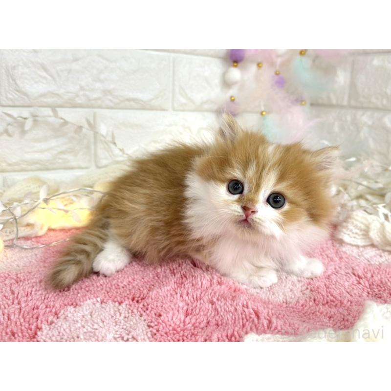 販売中の埼玉県のミヌエット-133960の1枚目